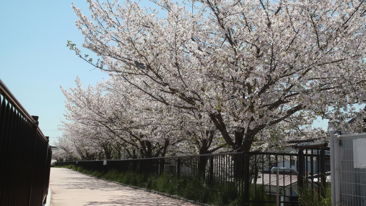 糸田川堤防沿いの桜